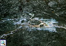 Ölpfütze auf dem festen Teil des Pitch Lake, Trinidad