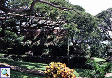Gebäude des Fort King George im Schatten eines stattlichen Baumes, Scarborough, Tobago