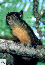 Rotschwanzhörnchen (Sciurus granatensis) am Fort King George, Tobago