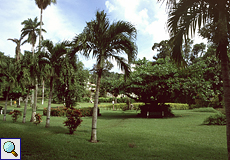 Wiese im Botanischen Garten in Scarborough auf Tobago