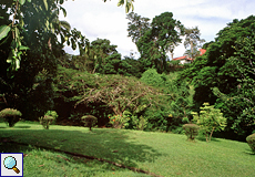 Vegetation im Botanischen Garten in Scarborough auf Tobago