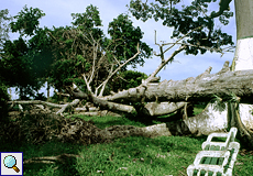 Umgestürzter Baum im Botanischen Garten in Scarborough auf Tobago