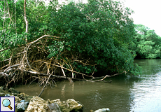 Mangrovengürtel an der Bon Accord Lagoon, Tobago