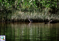 Kanadareiher (Ardea herodias) am Marianne River bei Blanchisseuse, Trinidad