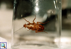 Kakerlake (Cockroach)