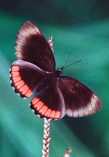 Biblis hyperia (Red Rim)