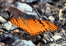 Vanillefalter (Gulf Fritillary, Agraulis vanillae)