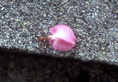 Blattschneiderameise (Leaf-cutting Ant)