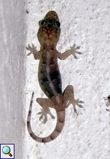 Unbestimmte Geckoart Nr. 1