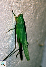 Neoconocephalus sp. (Langfühlerschrecke, Conehead Katydid)