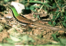 Jugendliche weibliche Ameive (Common Ground Lizard, Ameiva ameiva)