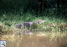 Krokodilkaiman (Spectacled Caiman, Caiman crocodilus)