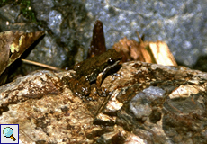 Mannophryne olmonae (Bloody Bay Poison Frog)