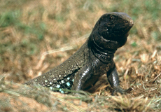 Erwachsene männliche Ameive (Common Ground Lizard, Ameiva ameiva)