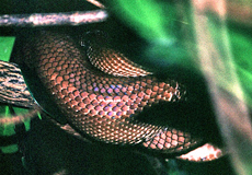 Zentralamerikanische Baumboa (Central American Tree Boa, Corallus ruschenbergerii)