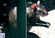 Goldaguti (Brazilian Agouti, Dasyprocta leporina)