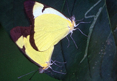 Melete lycimnia harti (Common Melwhite)