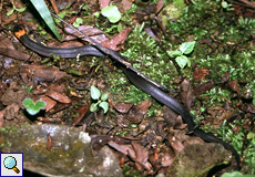 Ninia atrata (Red-nape Snake)