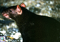 Goldaguti (Brazilian Agouti, Dasyprocta leporina)