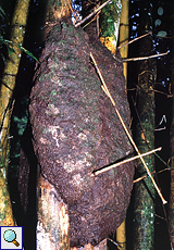 Termitennest (Termites nest)