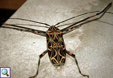 Harlekinbock (Harlequin Beetle, Acrocinus longimanus)