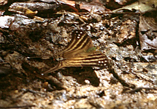 Marpesia chiron (Many-banded Daggerwing)