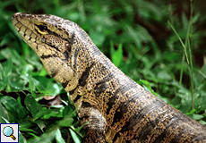 Goldteju (Golden Tegu, Tupinambis teguixin)