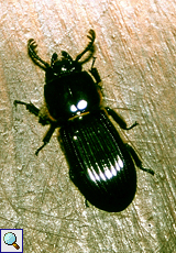 Odontotaenius disjunctus (Horned Passalus)