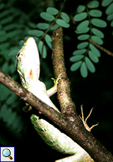 Buntleguan, (Many-colored Bush Anole, Polychrus marmoratus)