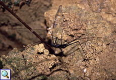 Geißelspinne (Tanzanian Giant Tailless Whipscorpion, Damon variegatus)