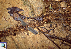 Termiten (Termites)