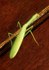 Gottesanbeterin (Praying Mantis, Mantis religiosa)