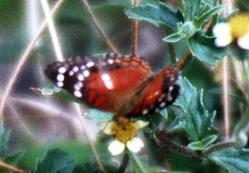 Anartia amathea (Brown Peacock)
