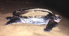 Lederschildkröte (Leatherback Turtle, Dermochelys coriacea)