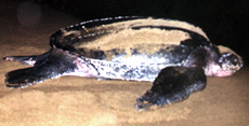 Lederschildkröte (Leatherback Turtle, Dermochelys coriacea)