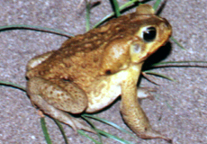 Agakröte (Cane Toad, Bufo marinus)