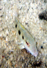 Gefleckte Meerbarbe (Spotted Goatfish, Pseudupeneus maculatus)