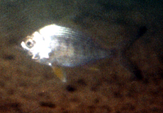 Gelbflossen-Mojarra (Yellowfin Mojarra, Gerres cinereus), Jungfisch