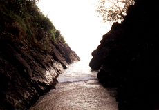 Rund um die Felsen von Black Rock, Tobago, gibt es viele Fische