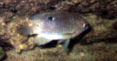 Langflossen-Riffbarsch (Honey Damselfish, Stegastes diencaeus), Jungfisch