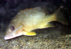 Lutjanus jocu (Dog Snapper)