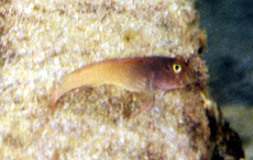 Rotlippen-Blenni (Redlip Blenny, Ophioblennius atlanticus)