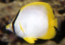 Flossenfleck-Falterfisch (Spotfin Butterflyfish, Chaetodon ocellatus)
