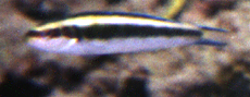 Blaukopflippfisch (Bluehead Wrasse, Thalassoma bifasciatum), Jungfisch