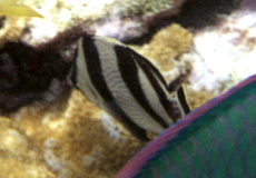 Gestreifter Falterfisch (Banded Butterflyfish, Chaetodon striatus)