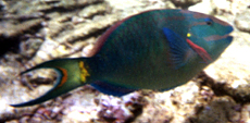 Männlicher Grüner Papageifisch (Stoplight Parrotfish, Sparisoma viride)