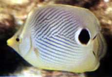Vieraugen-Falterfisch (Foureye Butterflyfish, Chaetodon capistratus)