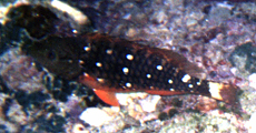Weiblicher Grüner Papageifisch (Stoplight Parrotfish, Sparisoma viride)
