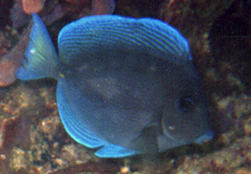 Blauer Doktorfisch (Blue Tang, Acanthurus coeruleus)