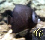 Grauer Kaiserfisch (Gray Angelfish, Pomacanthus arcuatus), Alttier